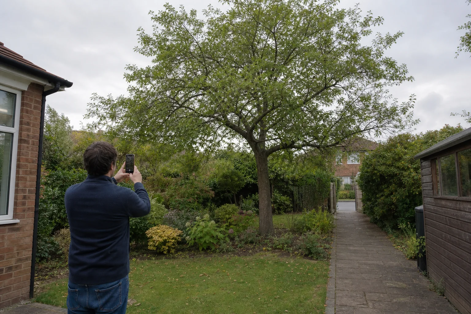 A property owner photographs a whole garden tree and the route beside it.