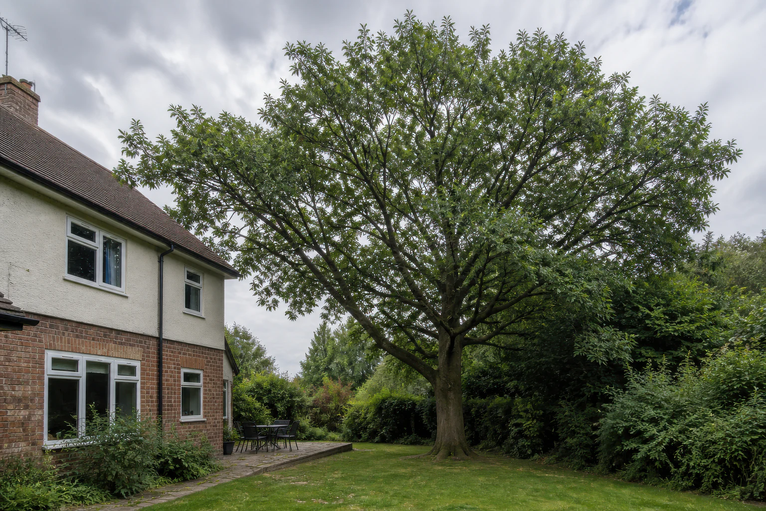 A mature broadleaf tree filling much of an ordinary lawn beside a brick and rendered post-war home and paved terrace.
