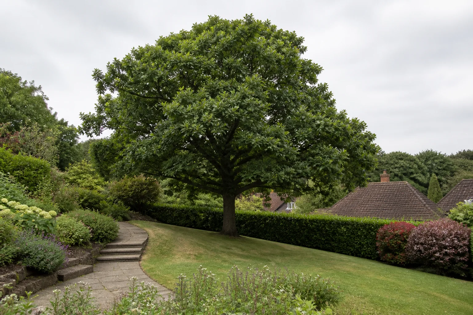 A mature broadleaf tree beside a curving stepped path on a sloping garden with neighbouring roofs beyond.