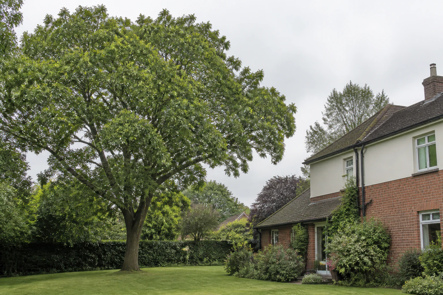 A mature broadleaf tree on an established lawn beside an ordinary brick and rendered detached home.