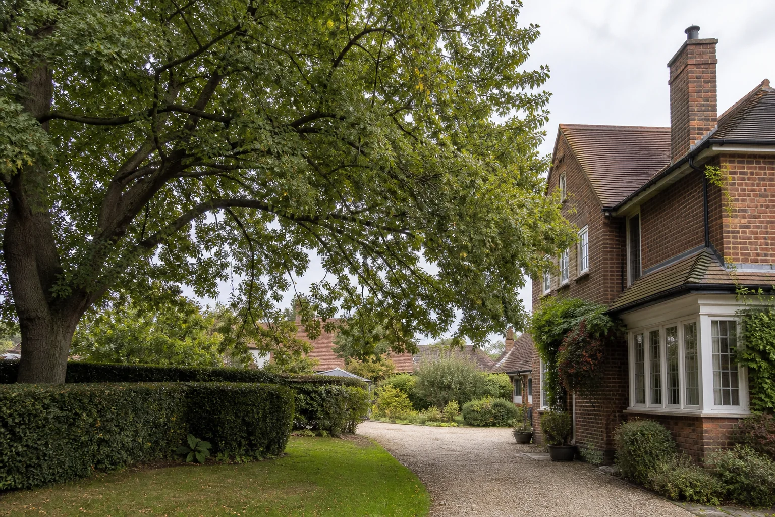 A mature garden tree spreads above a drive, clipped hedge and detached house.