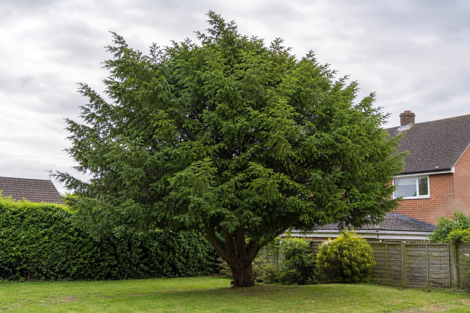 A mature evergreen tree spreading above a lawn between a home, hedge and timber boundary.