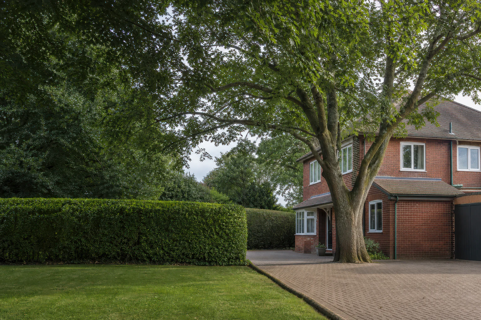 A mature broadleaf tree beside a detached brick home, drive and clipped boundary hedge.