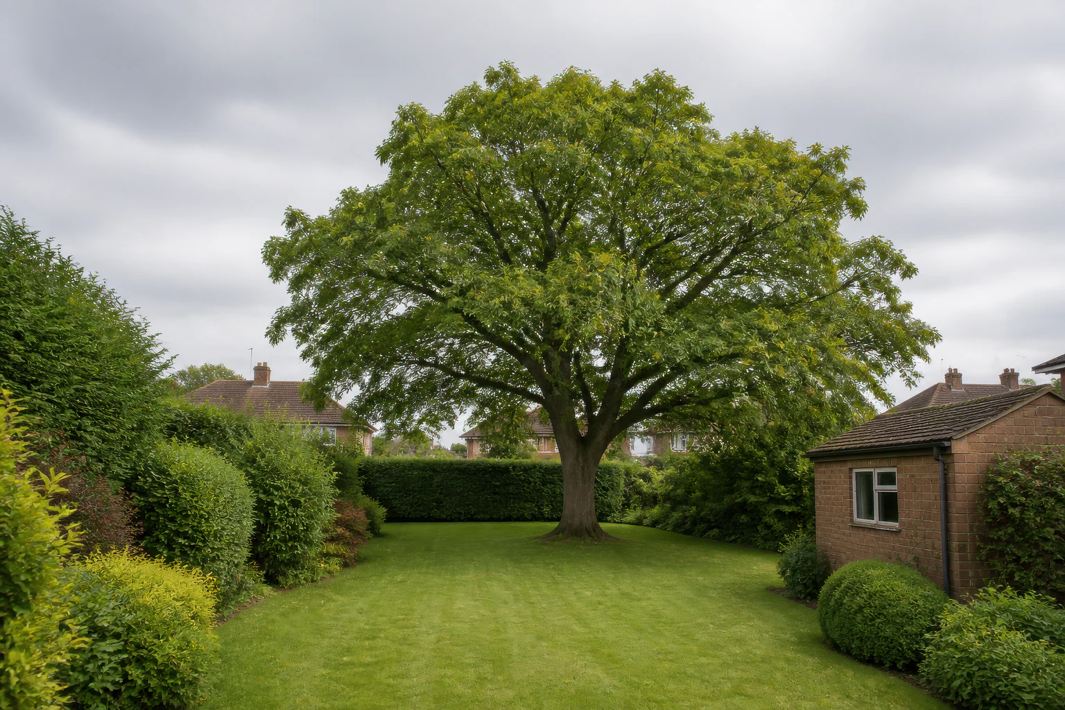 A mature broadleaf tree in a deep suburban garden beside a brick outbuilding and established hedges.