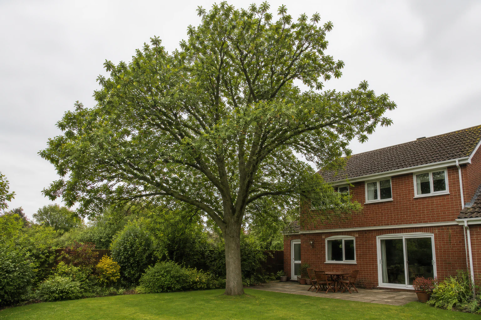 A mature broadleaf tree filling much of an ordinary suburban lawn beside a two-storey red-brick home and patio.