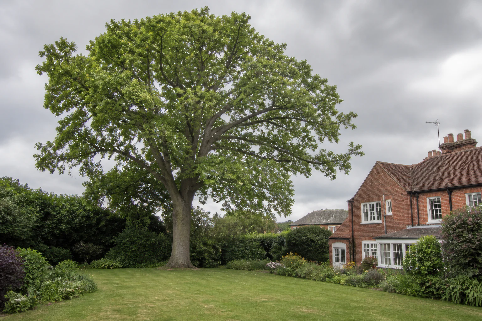 A large mature broadleaf tree on a broad lawn beside an older red-brick British home and informal planting.