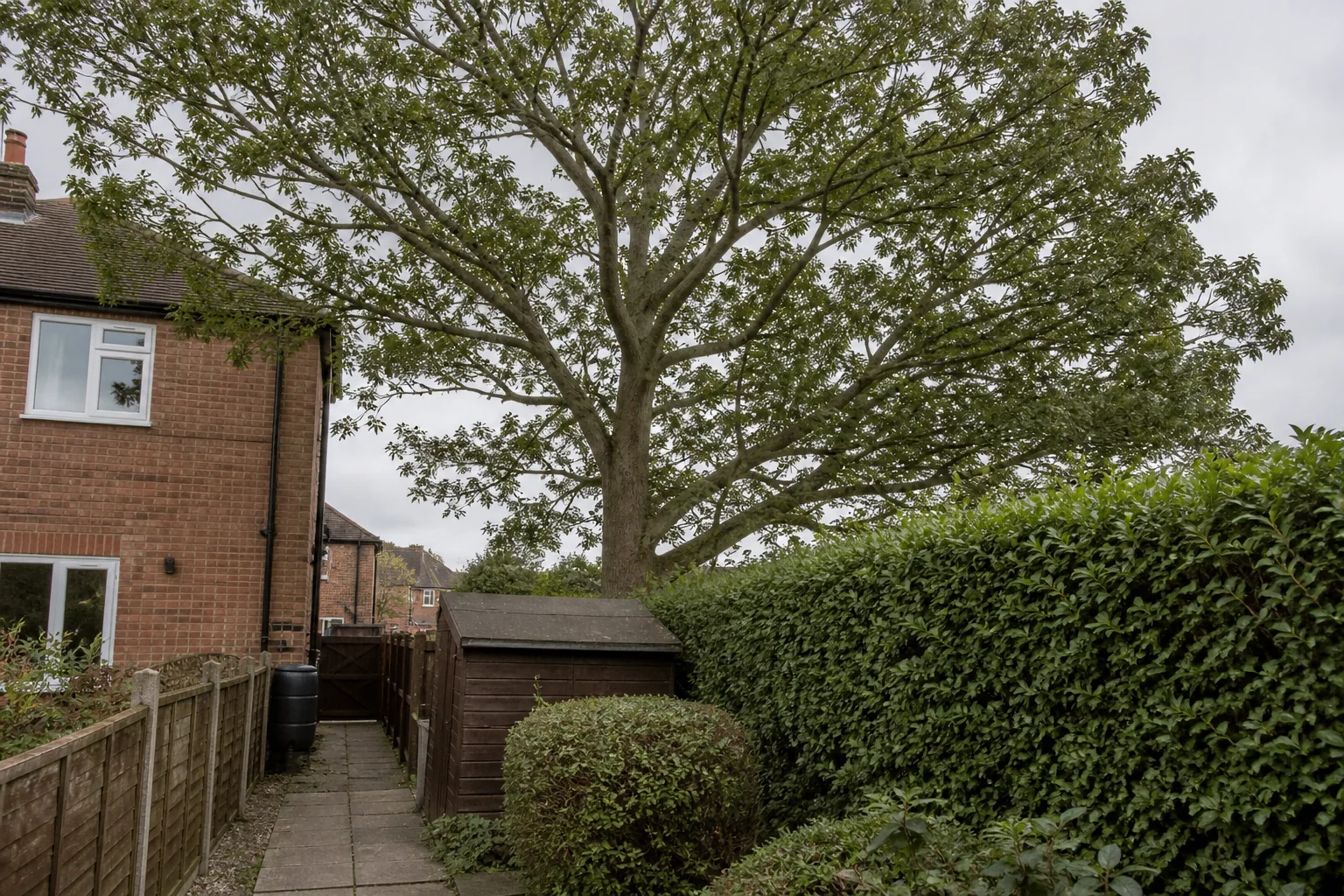 A mature tree above a semi-detached brick home, garden shed, hedge and paved side passage.