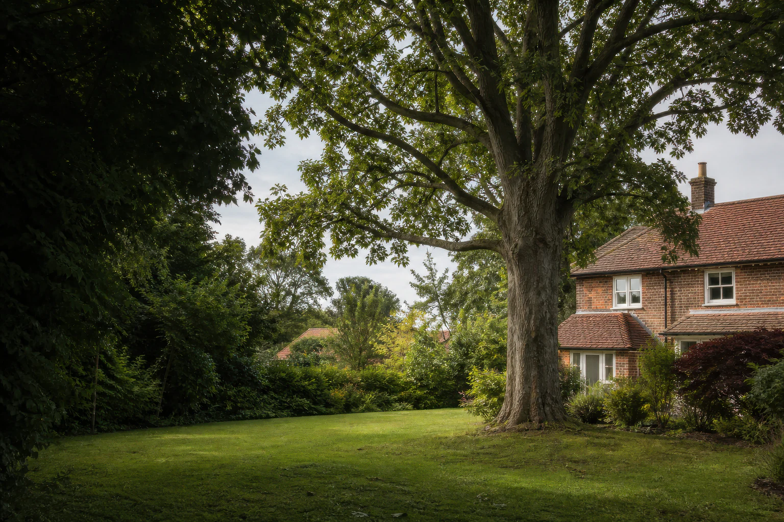 A large mature broadleaf tree in a lawn beside an older brick home and mixed hedge.