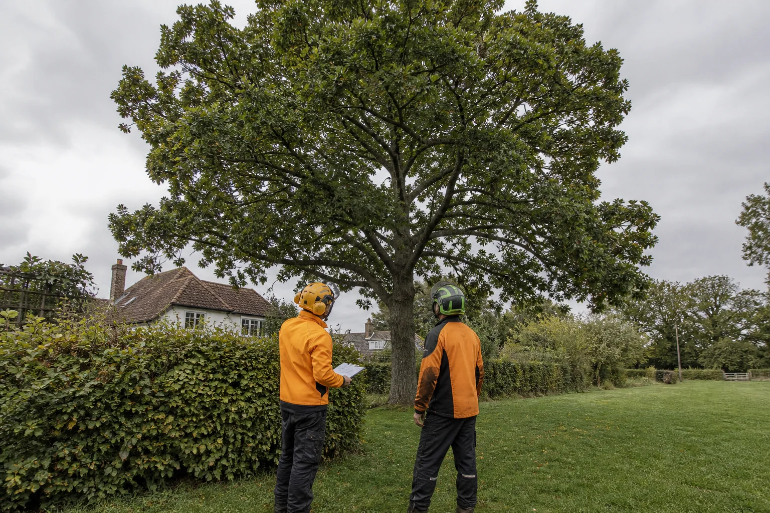 Two arborists assess the complete crown of a mature tree beside a village green and hedge.