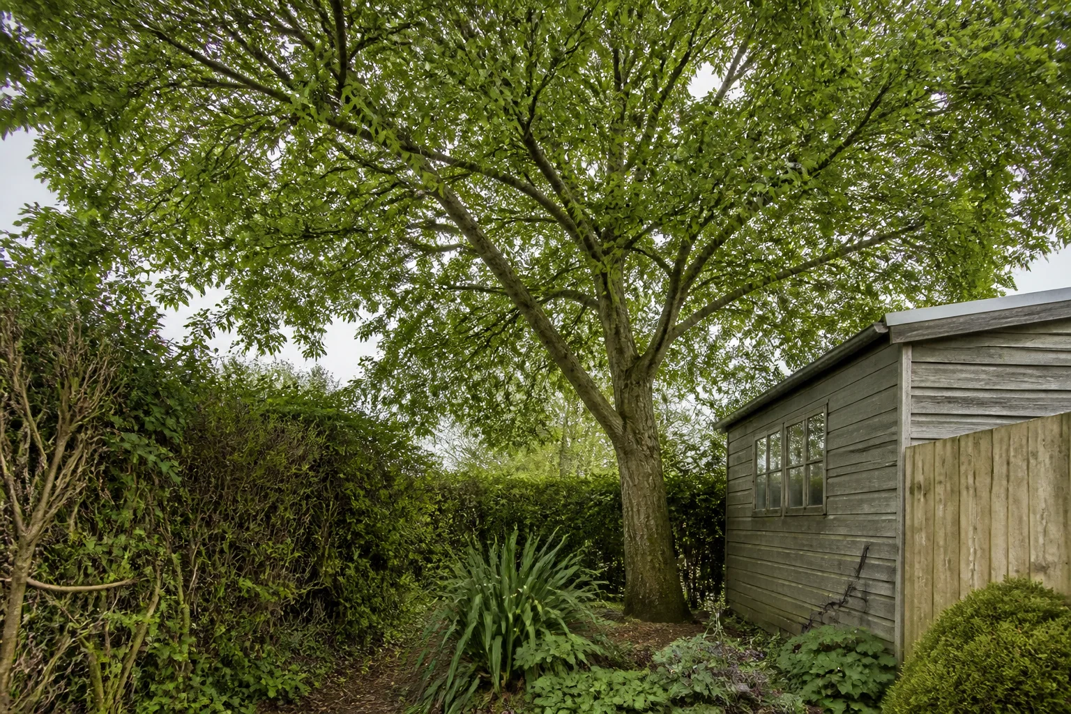 A mature garden tree close to a mixed hedge, timber boundary and small outbuilding.