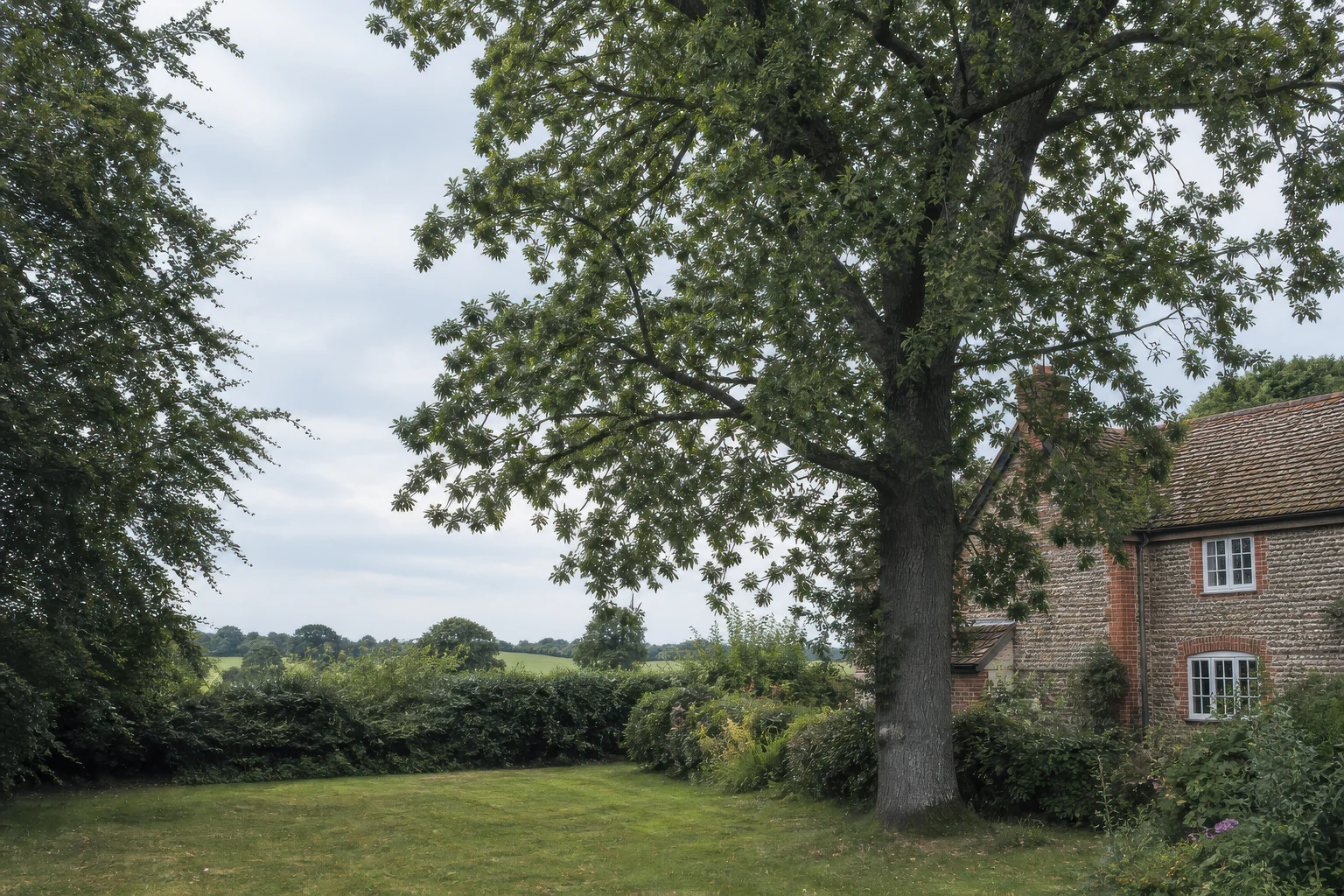 A mature broadleaf tree beside an older cottage, hedge and open countryside.