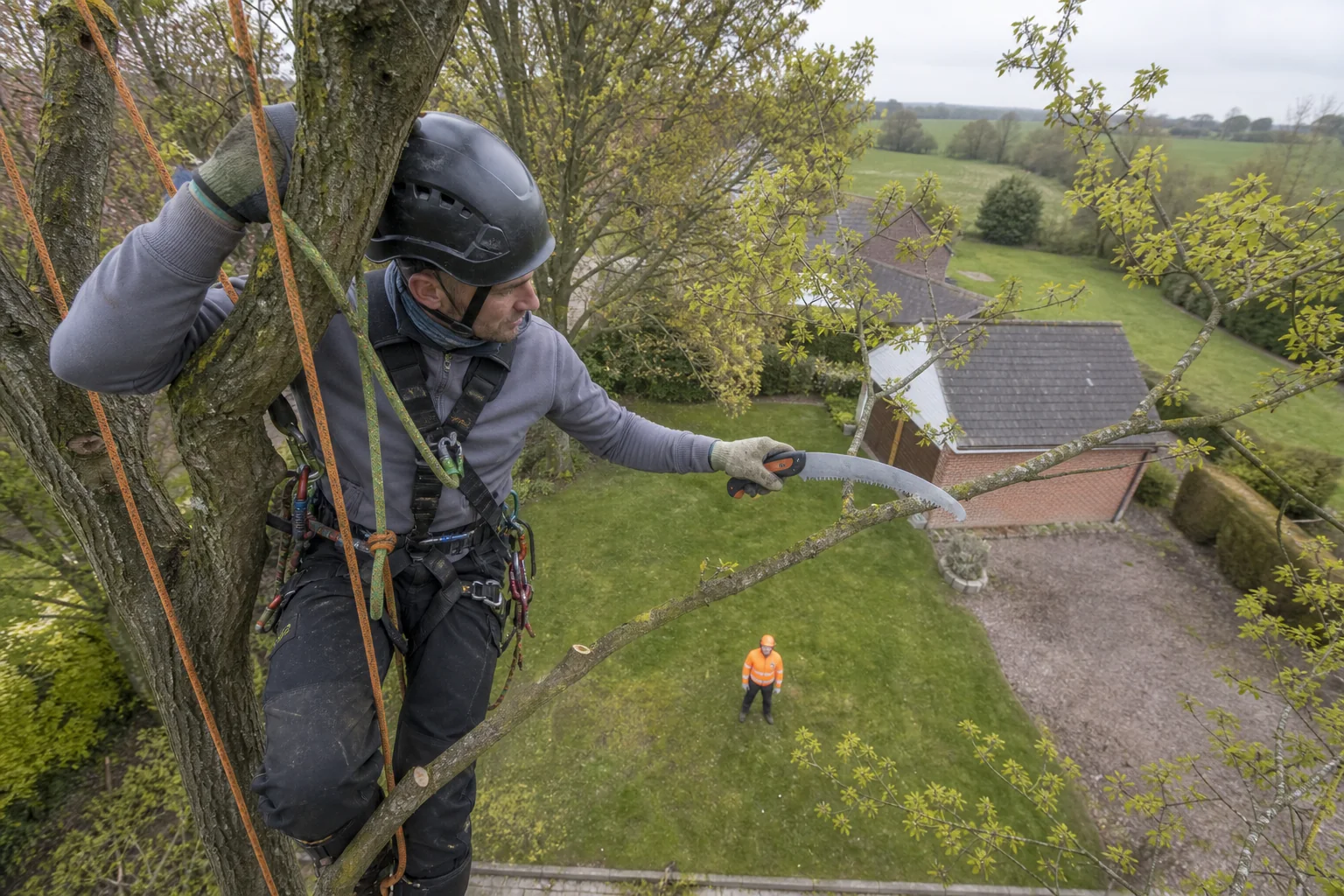 A gloved rope-secured arborist makes a small hand-saw cut in an outer branch.