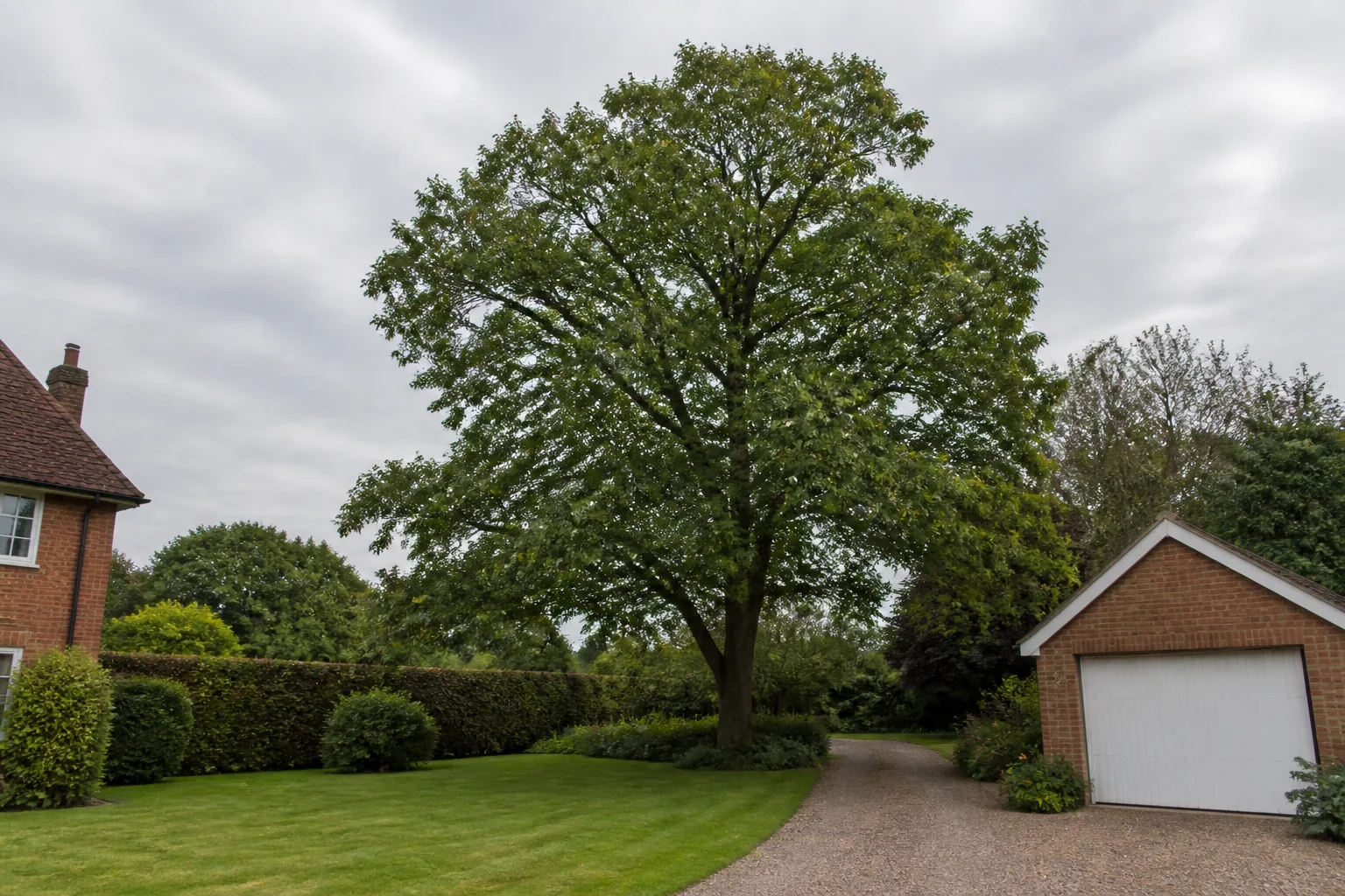 A mature tree stands between a lawn, driveway, brick garage and hedge.