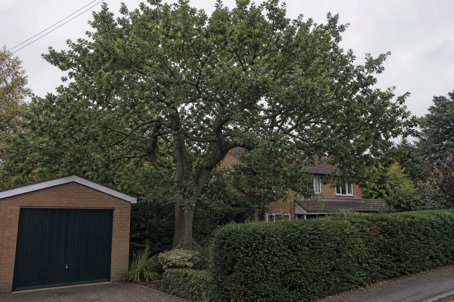 A mature garden tree beside a brick garage, clipped hedge and residential drive.