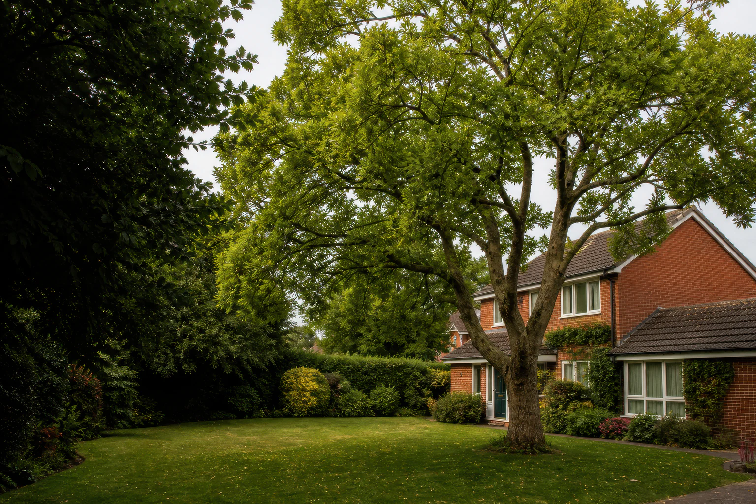 A mature broadleaf tree in an established lawn beside a detached brick home.