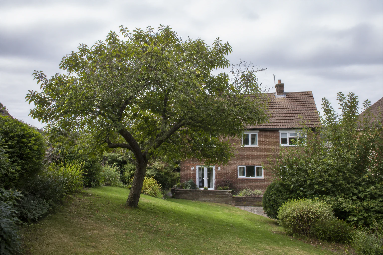 A mature broadleaf tree on a gently sloping lawn facing an ordinary brick home, terrace and established shrubs.