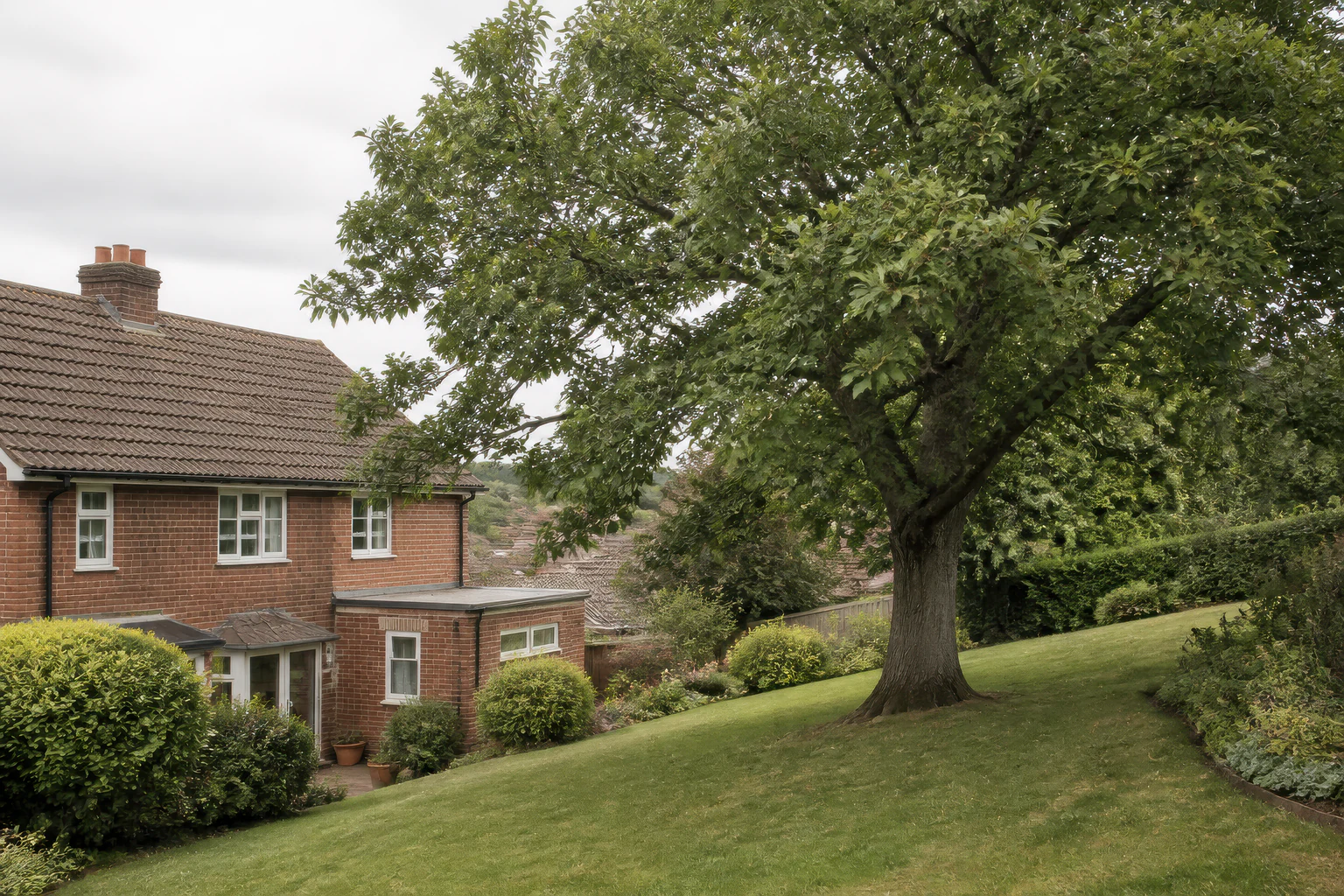 A mature broadleaf tree on a sloping lawn beside a red-brick home and established planting.