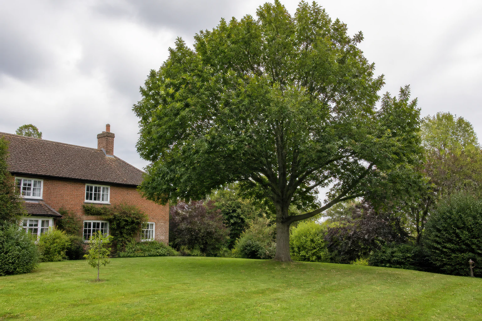 A mature broadleaf tree on a gently undulating lawn beside a brick home and wooded garden edge.