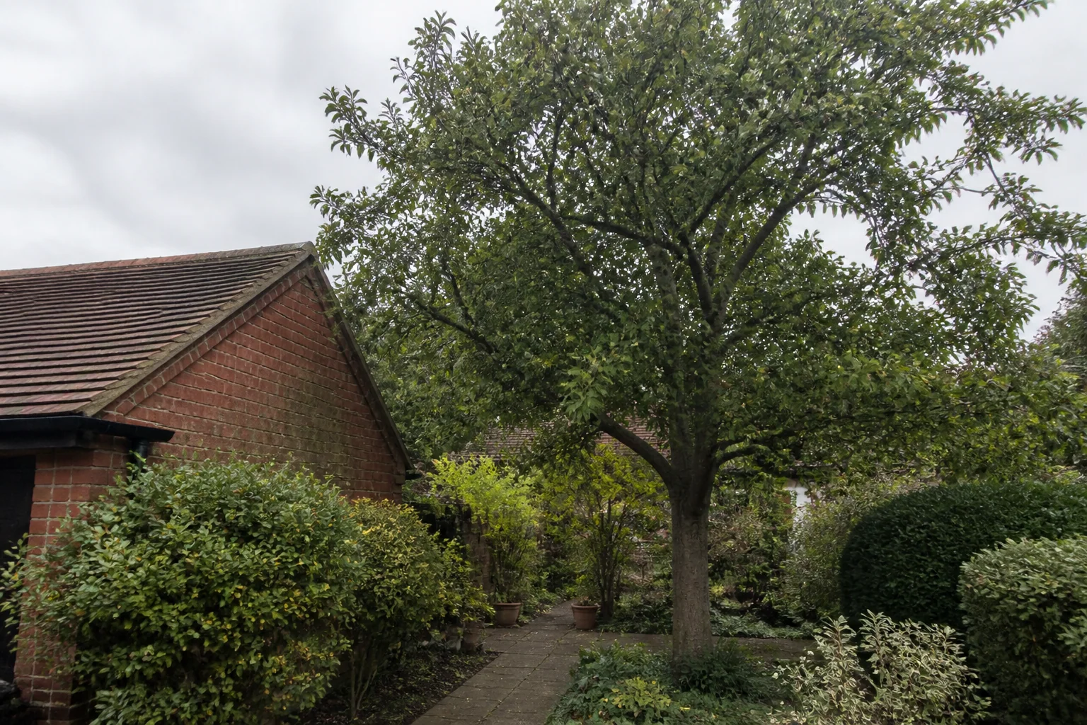 A tall garden tree beside a brick outbuilding, paved path and established shrubs.