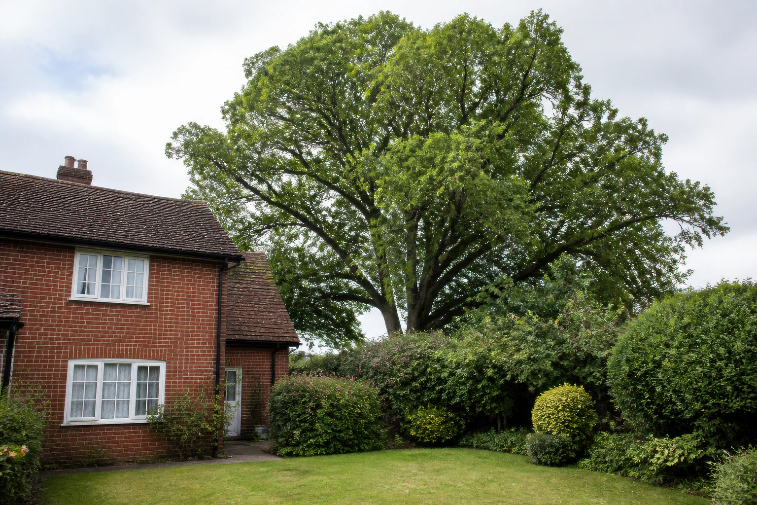 A mature broadleaf tree behind an older brick home with a compact lawn and planted boundary.
