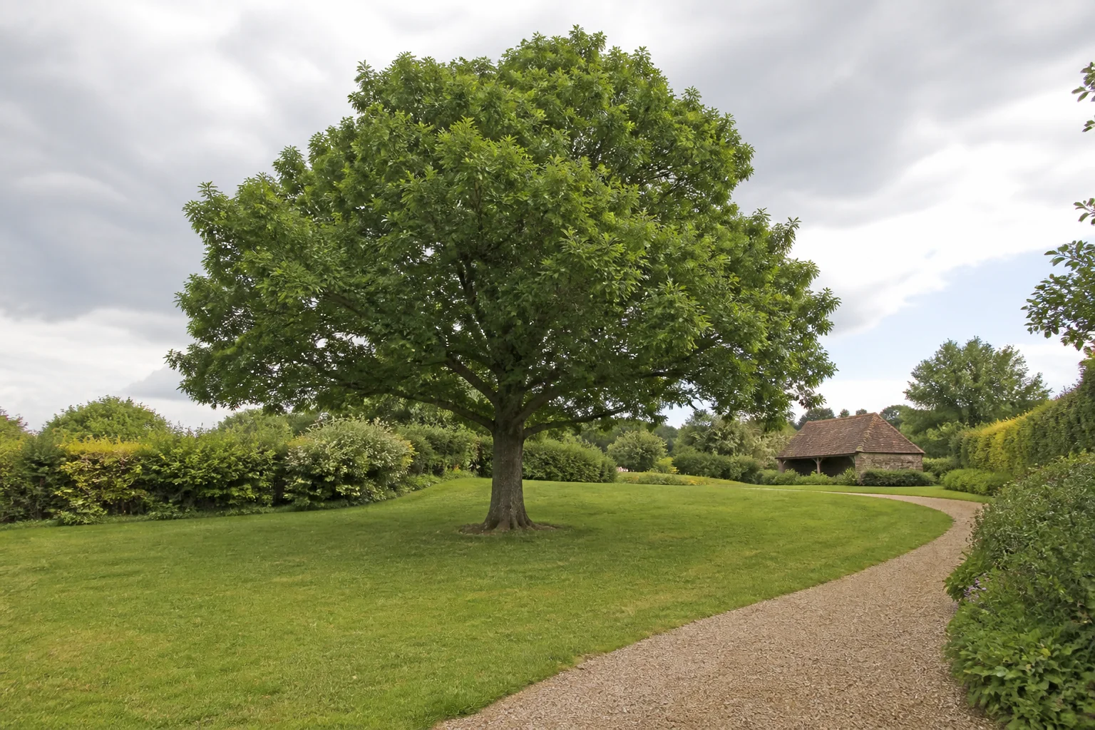 A mature broadleaf tree beside a curving gravel path in a gently sloping garden with an outbuilding.