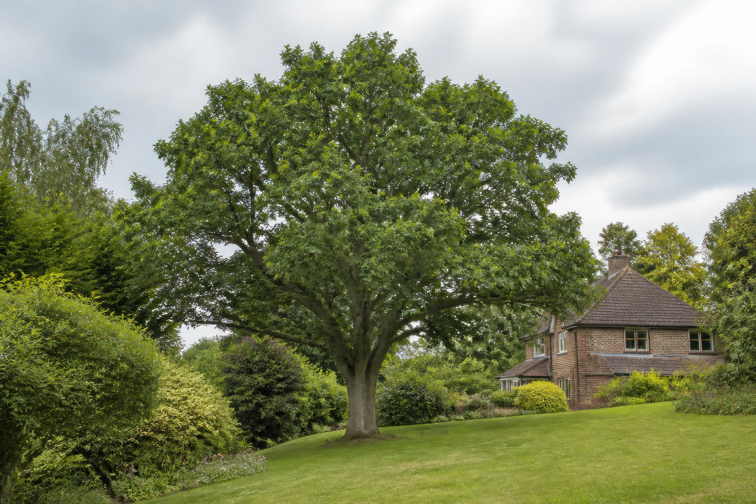 A mature broadleaf tree on a gently sloping lawn beside an older brick home and established planting.