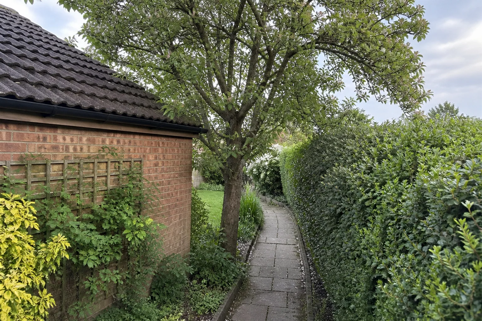 A mature garden tree beside a brick outbuilding, hedge and narrow paved path.