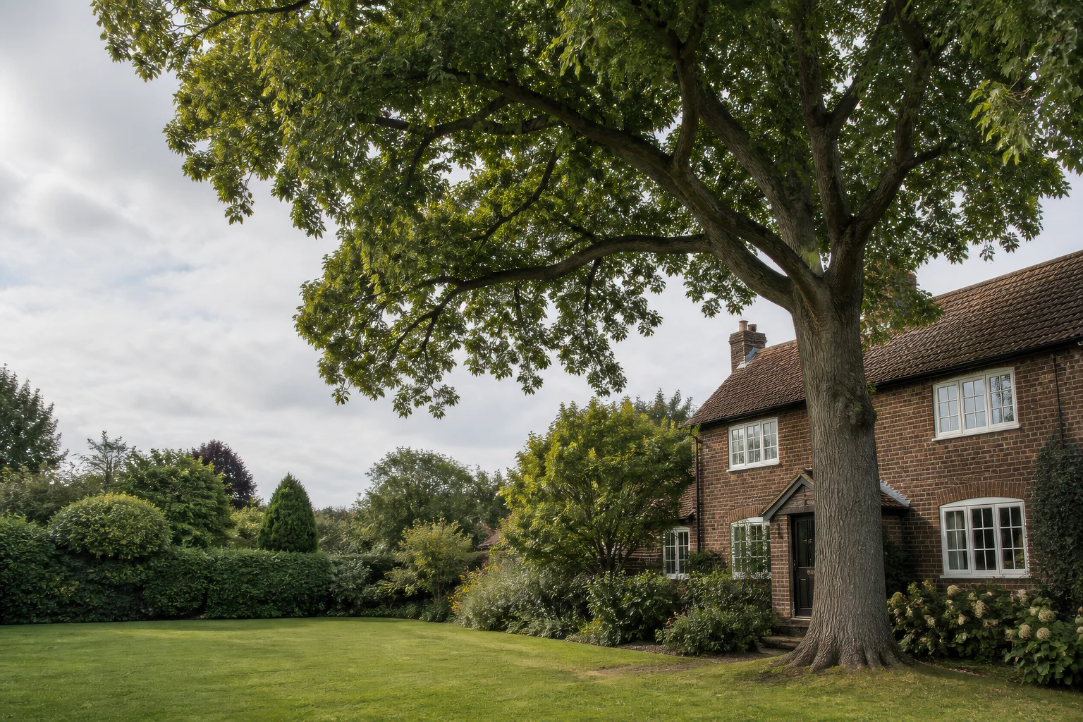 A large mature broadleaf tree beside an older brick home, lawn and planted boundary.
