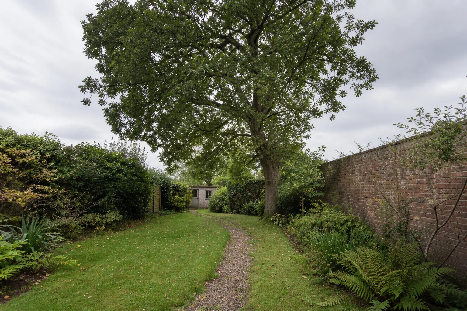 A mature broadleaf tree in a long garden bordered by a brick wall and mixed hedge.