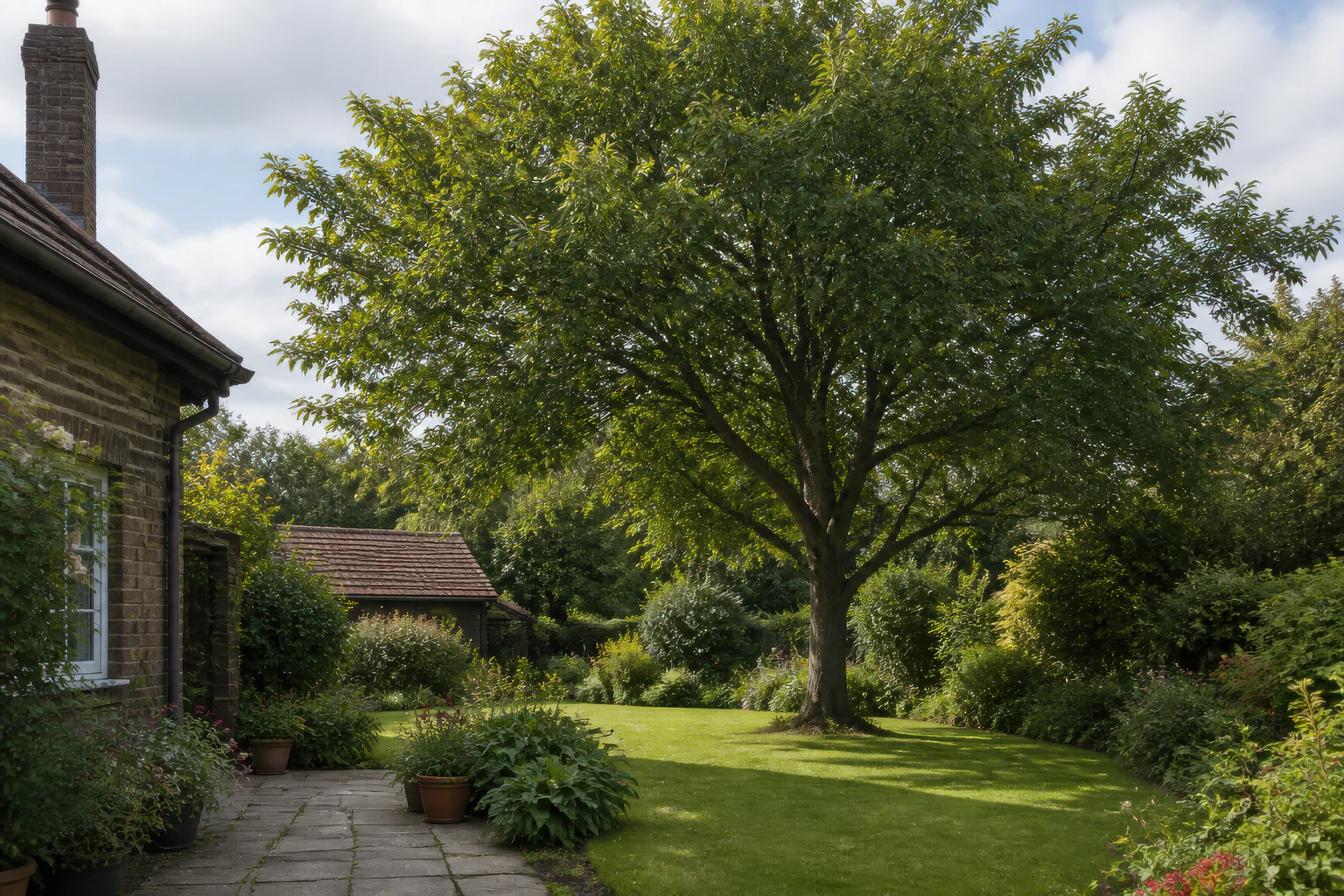 A mature broadleaf tree in a deep established garden beside an older brick home and small outbuilding.