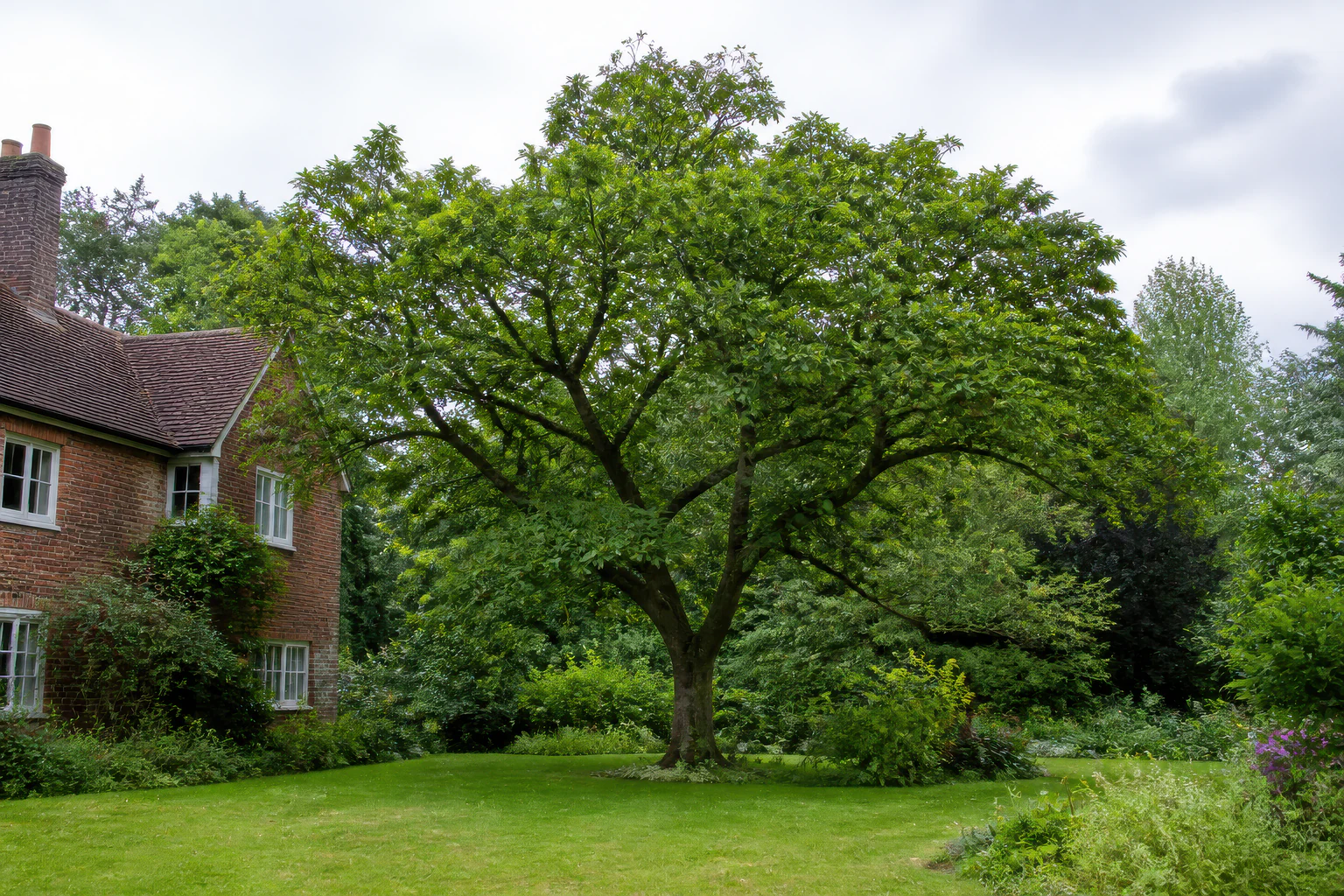 A mature broadleaf tree on a broad established lawn beside an older brick home and wooded planting.