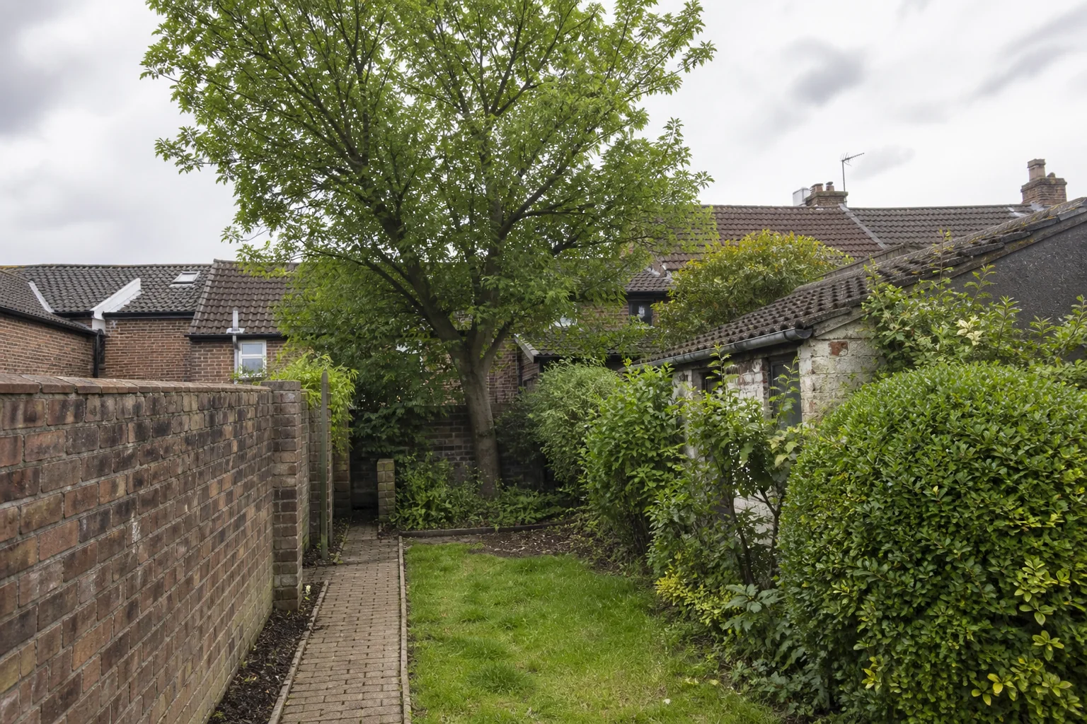 A garden tree beside older brick walls, a narrow path, shrubs and a small outbuilding.