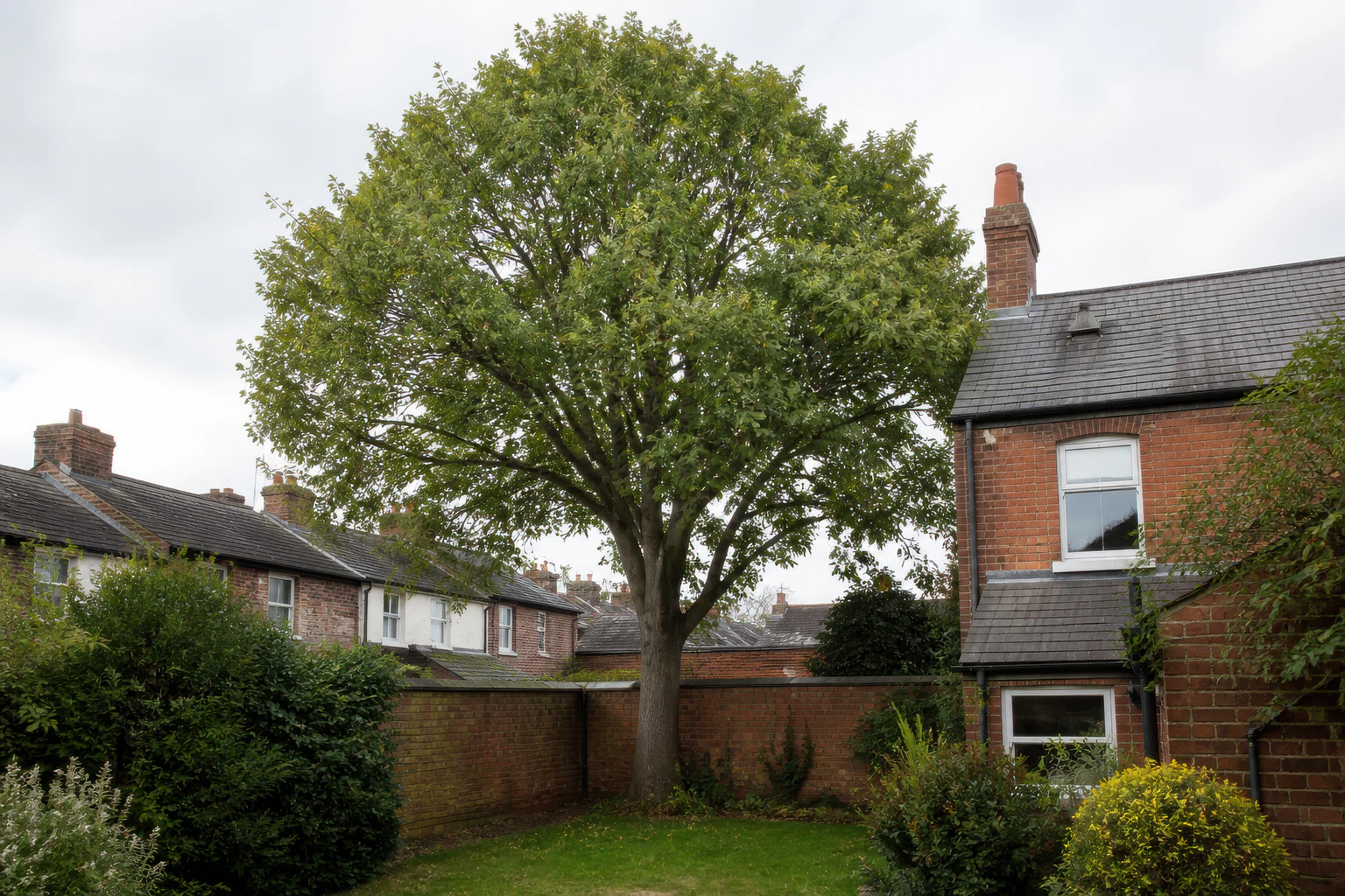 A mature broadleaf tree in a compact garden between older brick homes and a boundary wall.