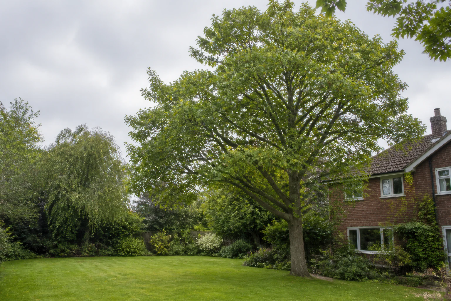 A mature broadleaf tree in a deep garden beside a detached brick home and dense planting.