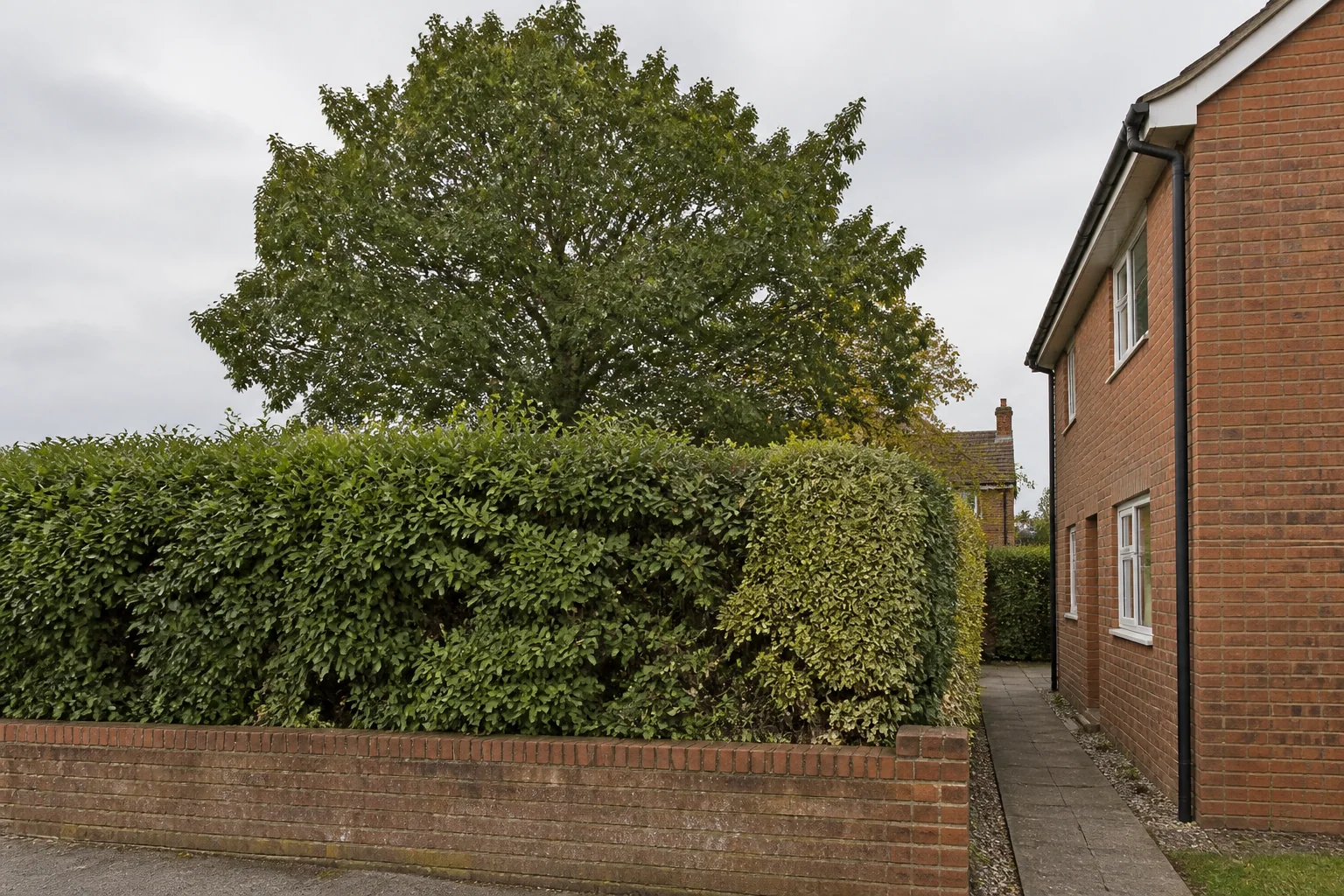 A tall garden tree behind a mature hedge, brick boundary and narrow paved side route.