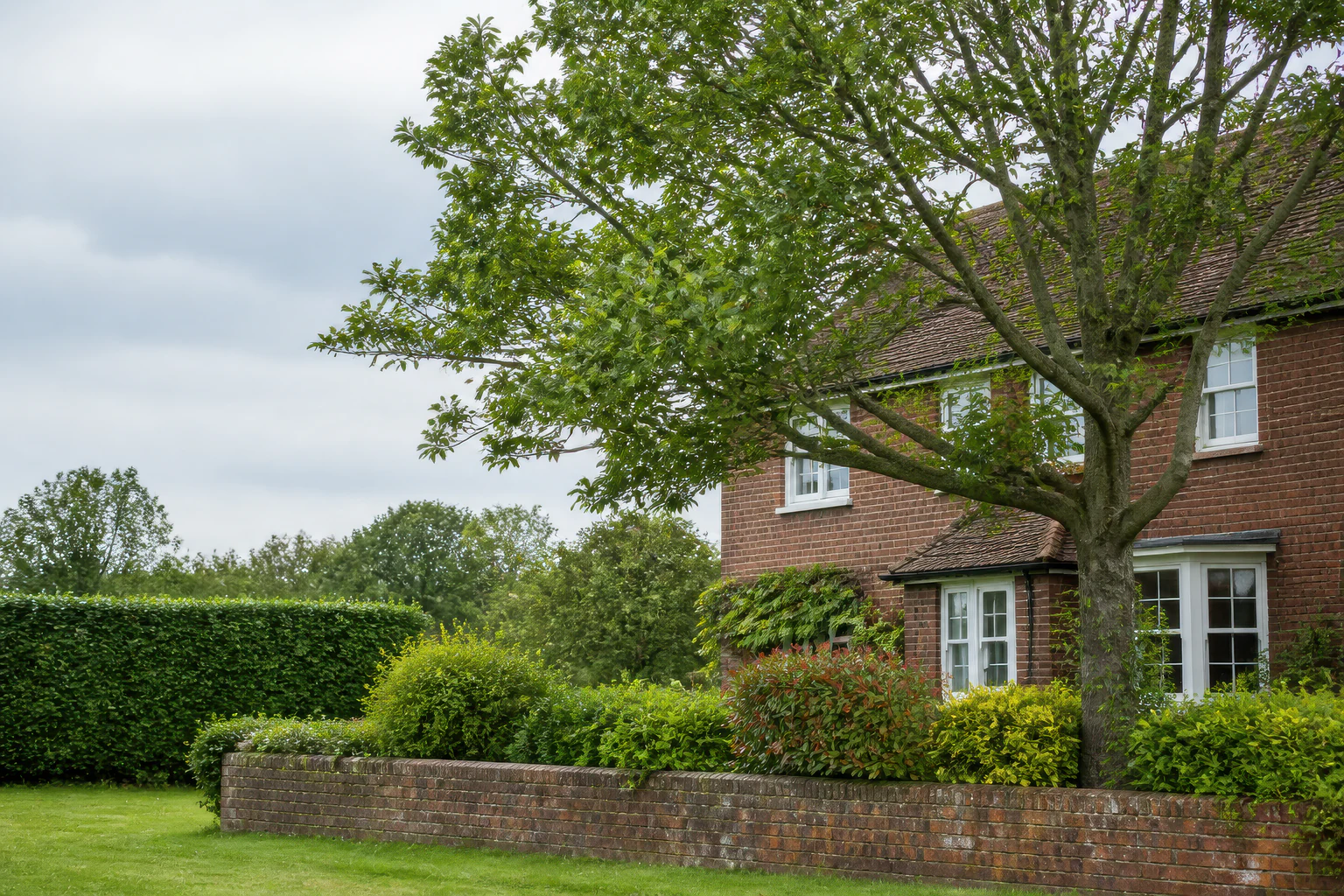 A mature broadleaf tree beside an older brick home, mixed hedge and garden wall.