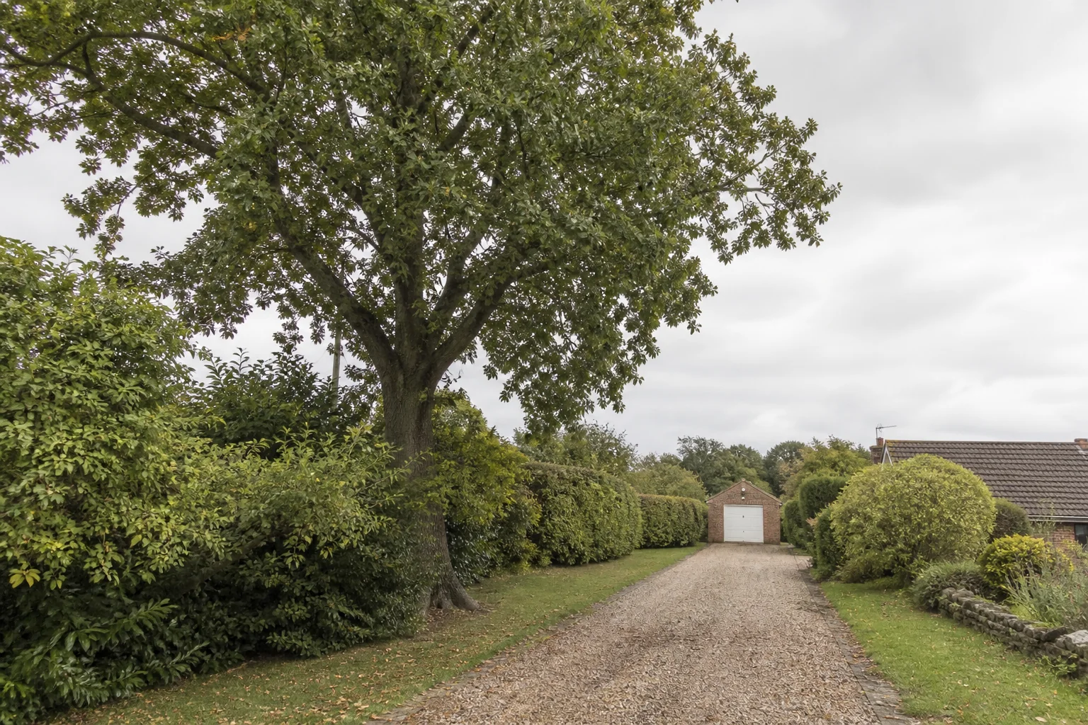 A tall garden tree beside a long gravel drive, mixed hedges and a modest brick garage.