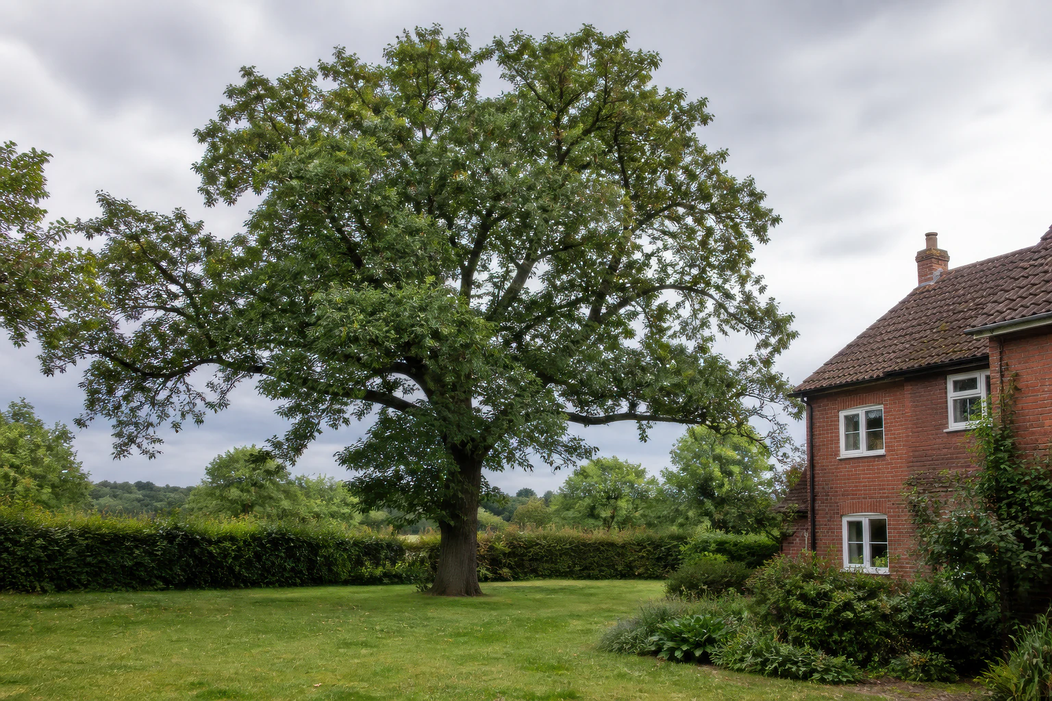 A mature broadleaf tree in a green semi-rural garden beside a modest red-brick home and hedge.