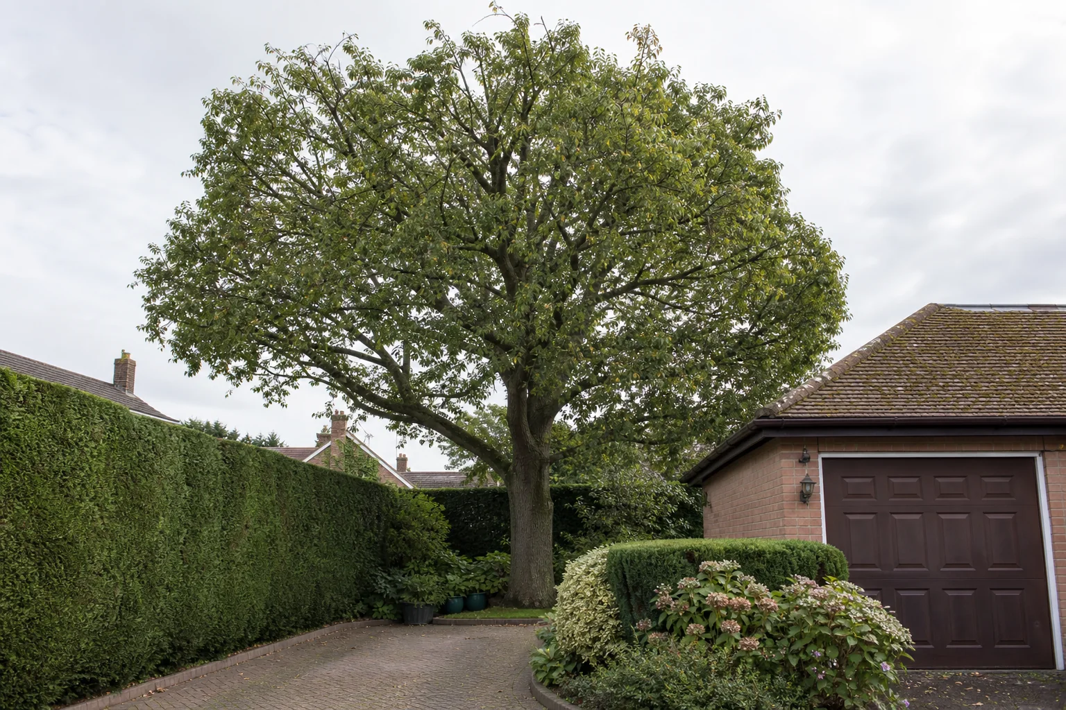 A mature garden tree between a clipped hedge, paved drive and brick garage.