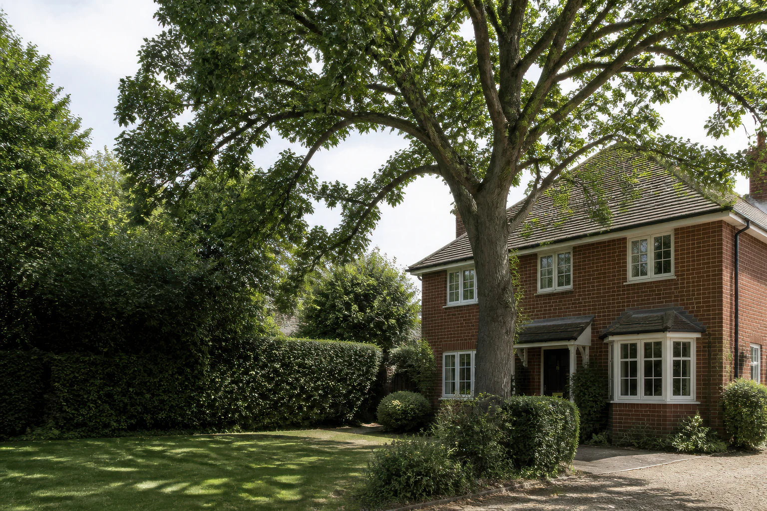 A large mature broadleaf tree beside a detached brick home and clipped garden hedges.
