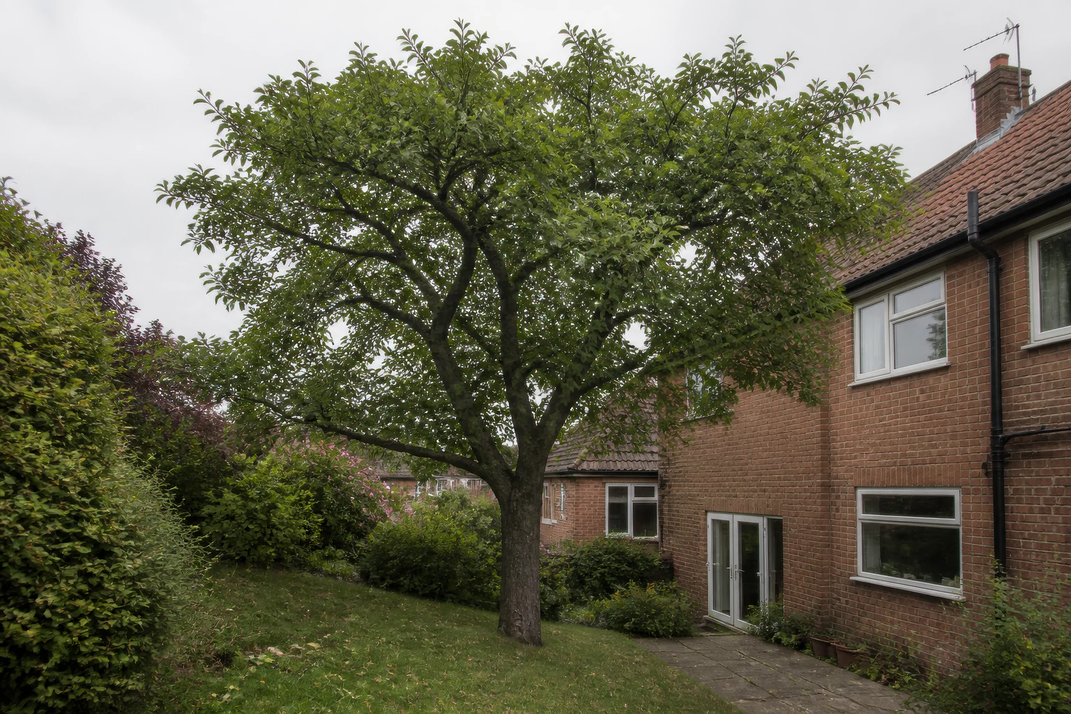 A mature broadleaf tree on a slightly sloping lawn beside ordinary red-brick semi-detached homes and established planting.