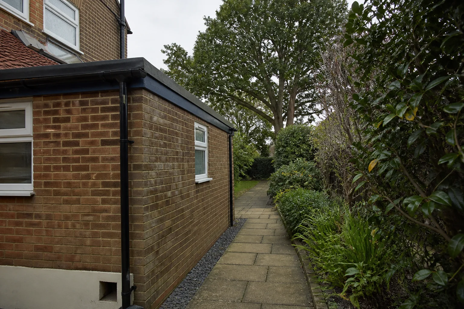 A mature broadleaf tree beyond a narrow paved side return beside a brick house extension and dense shrubs.