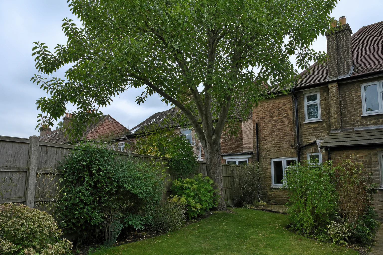 A mature broadleaf tree in a compact lawn behind older brick suburban homes and established planting.