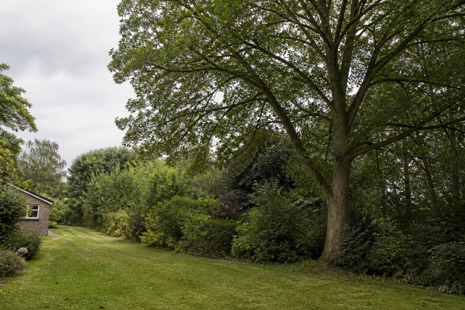 A tall mature tree beside a long lawn, mixed hedgerow, wooded boundary and brick outbuilding.