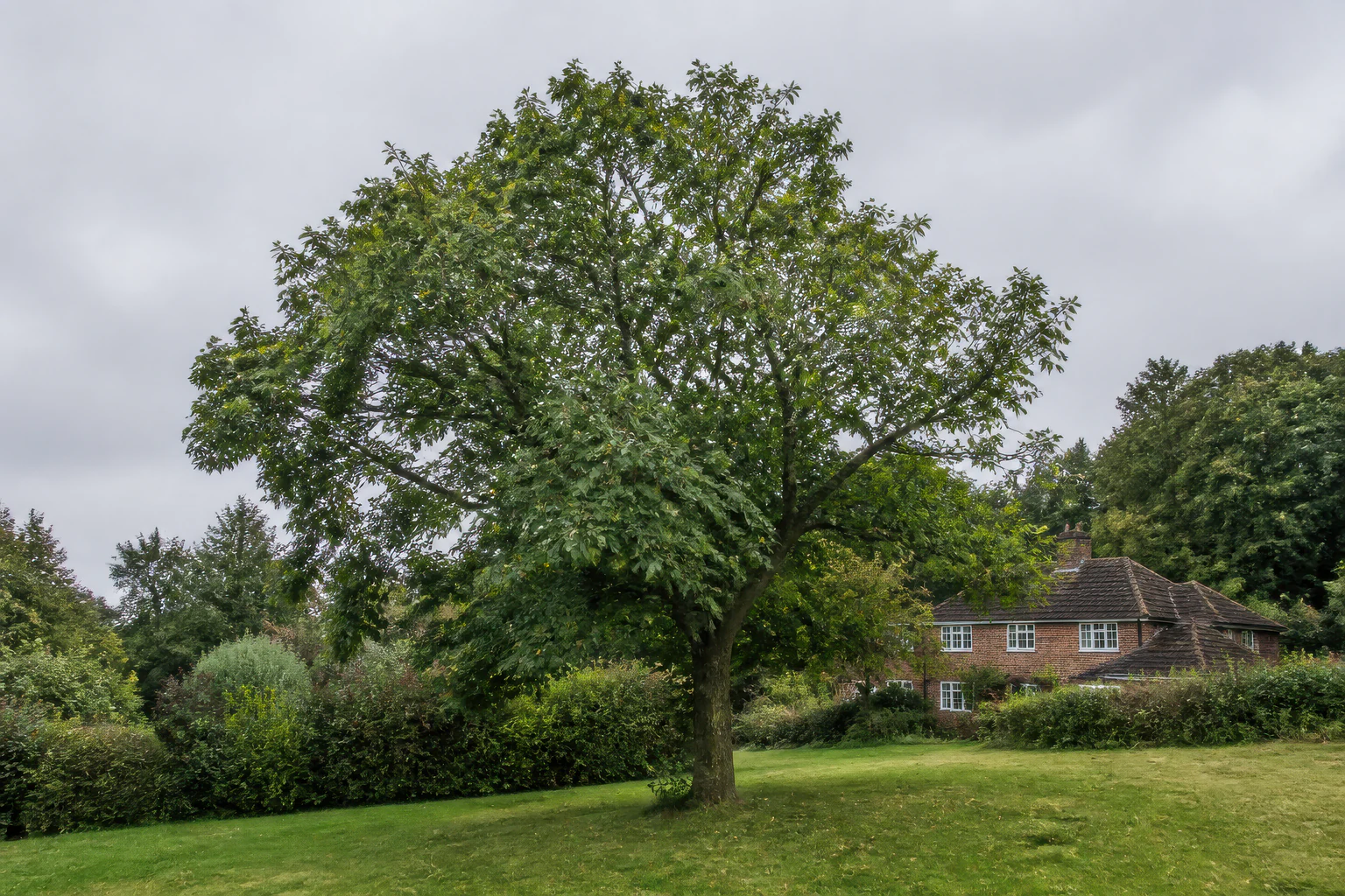 A mature broadleaf tree in a semi-rural garden beside a modest brick home and wooded edge.