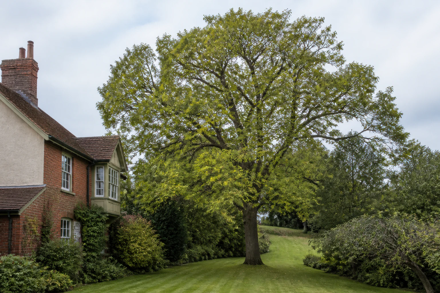 A mature broadleaf tree in a deep garden beside an older brick and rendered home with the lawn rising beyond.