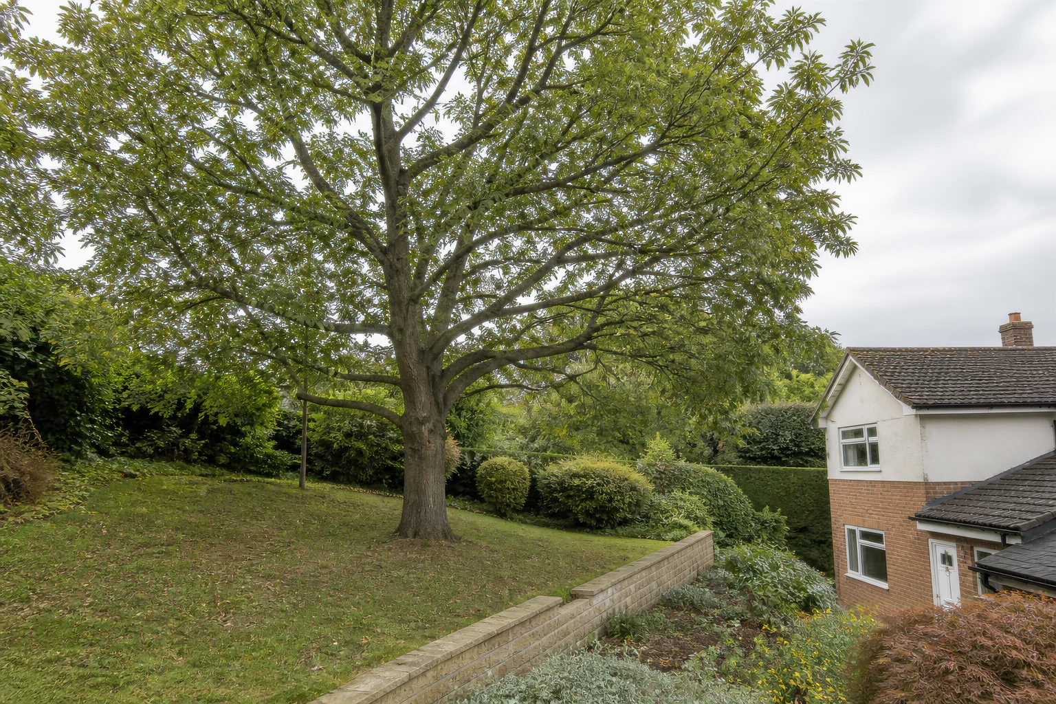 A mature broadleaf tree on a sloping lawn above an ordinary brick and rendered home and a low retaining wall.