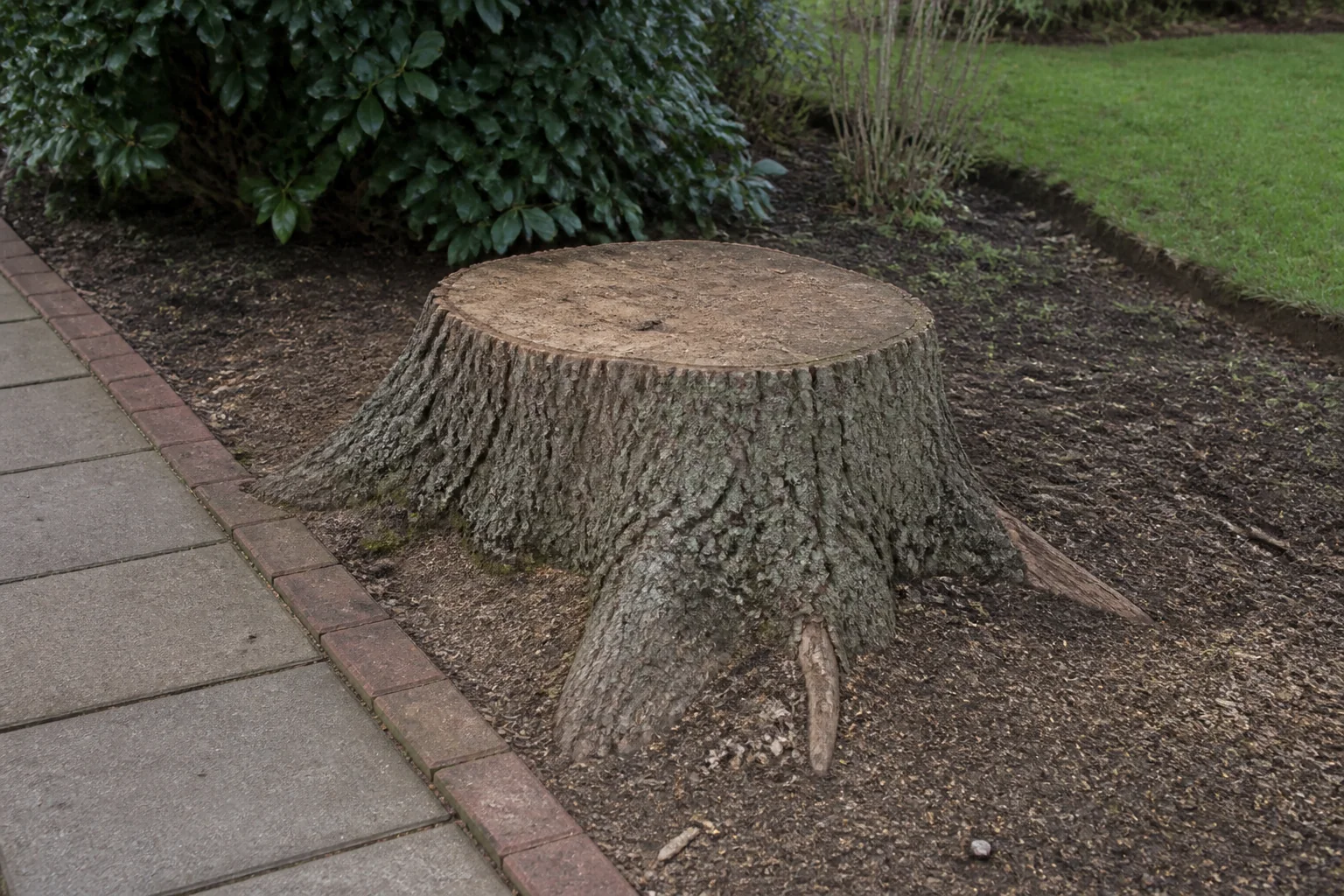 A broad tree stump with a natural root flare beside a paved garden path.
