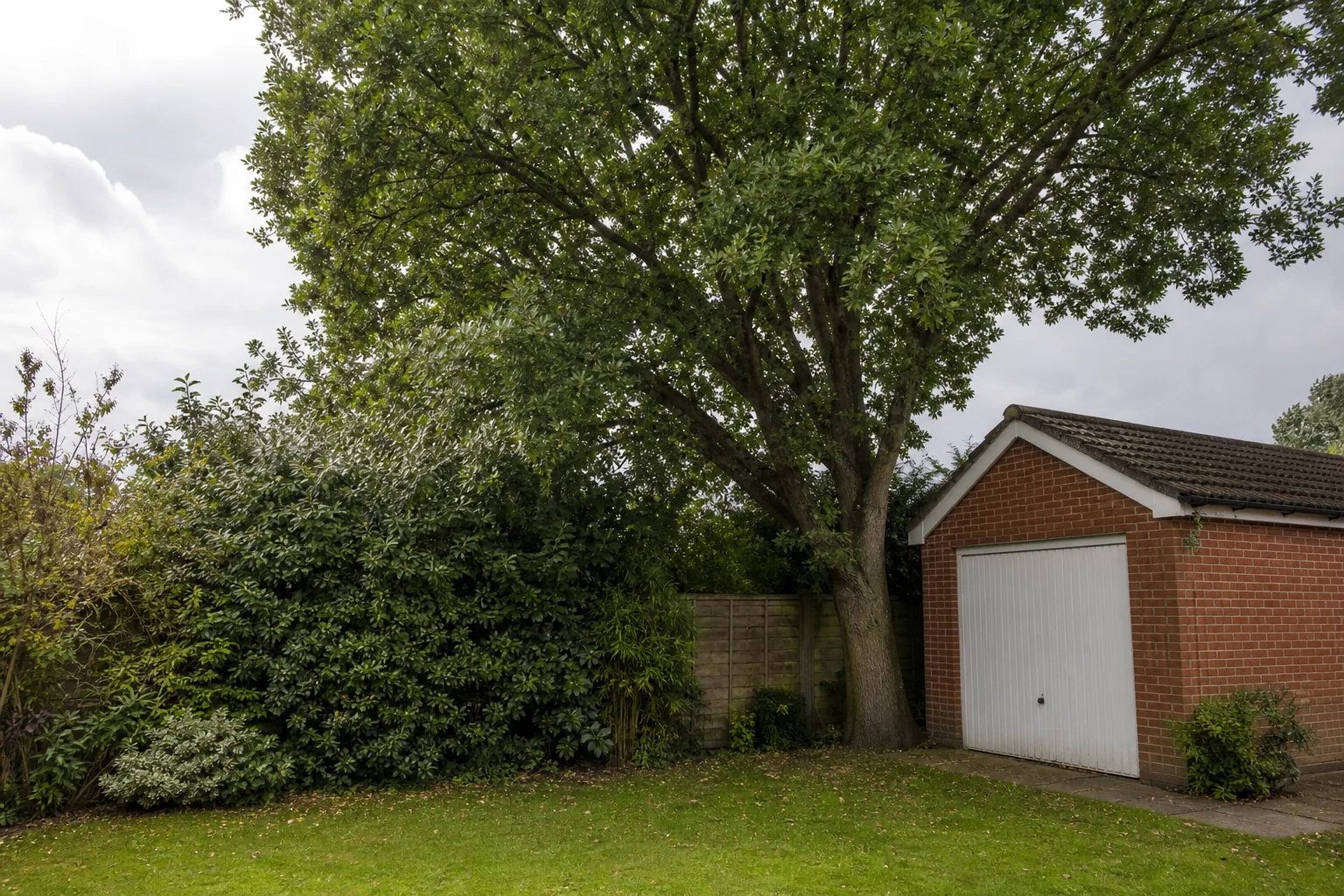 A mature garden tree growing close to a hedge, timber fence and brick garage.