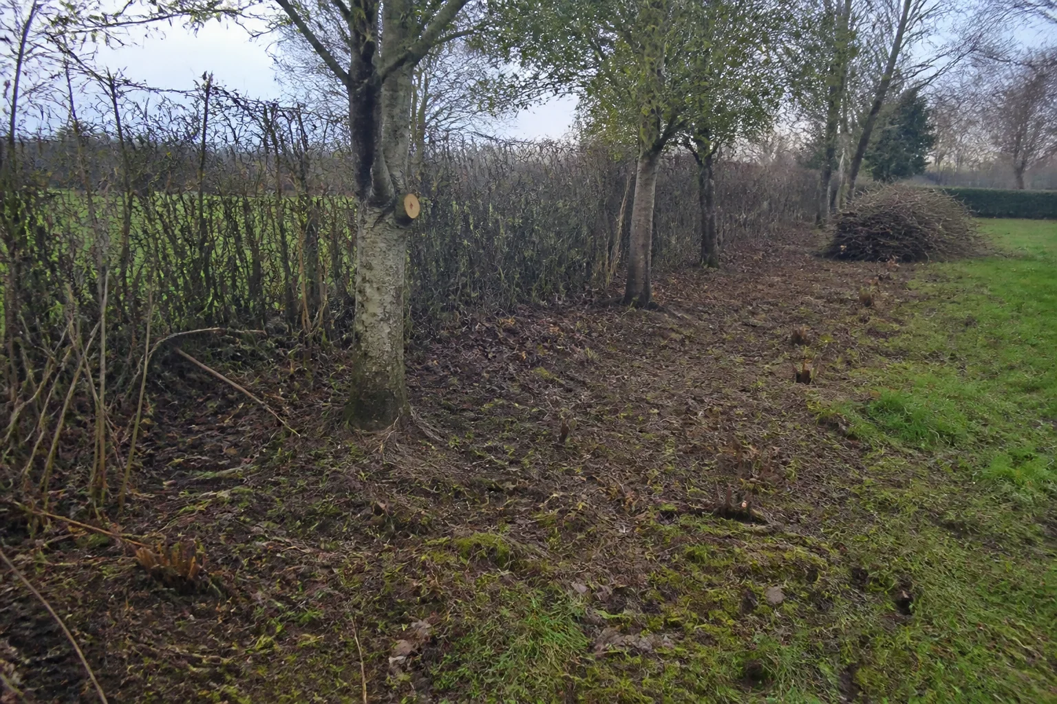 A cleared strip beside a mature hedge retains trees, low stumps and stacked brash.